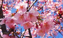桜の開花と満開の時期